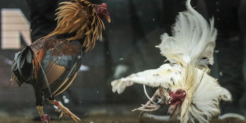 Theo dõi trực tiếp trận đá gà để phân tích 